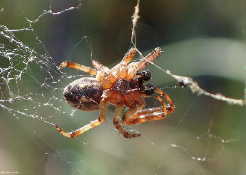 Larinioides cornutus